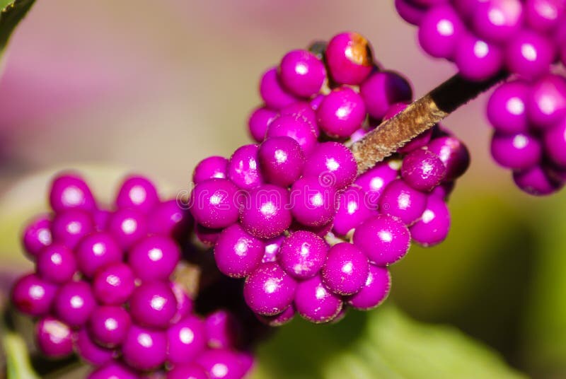 Beauty Berries stock photo. Image of flora, color, bunch 121486950
