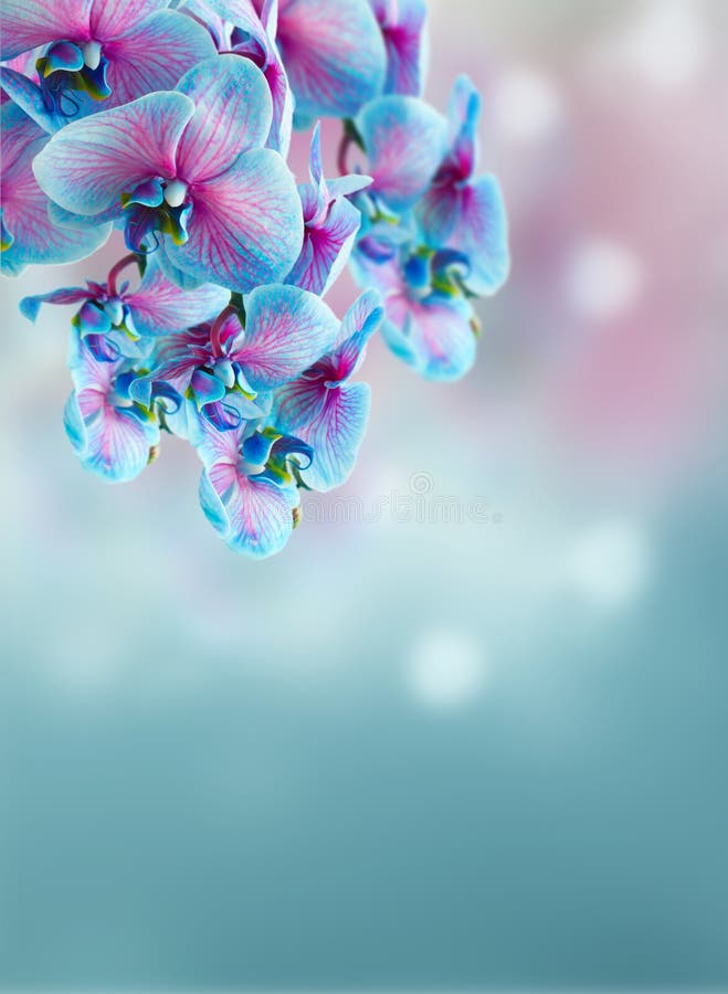Stem of blue orchids stock photo. Image of pink, organic 199660638