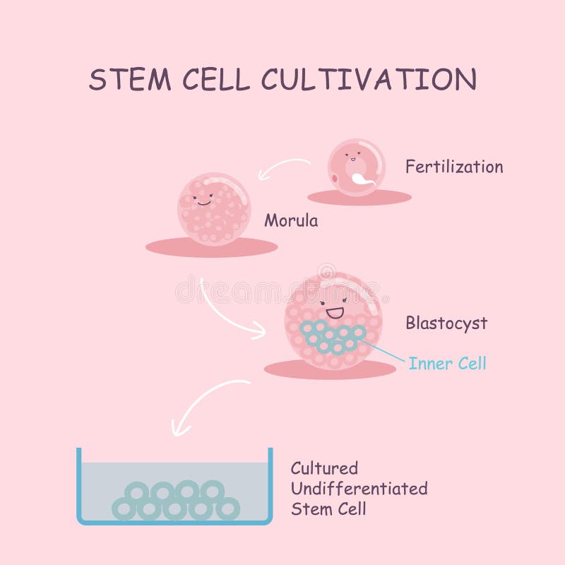 Kmeňové bunky kultivácii In vitro fertilizácie.