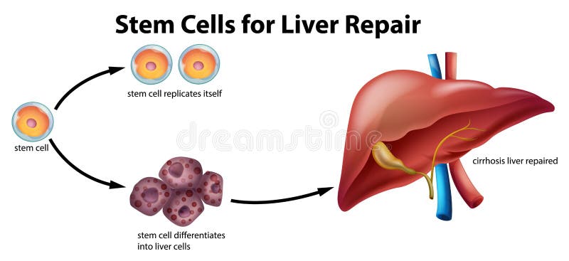 Стволовые клетки печени. Регенерация клеток печени. Регенерация печени у человека. Клетки печени восстанавливаются.