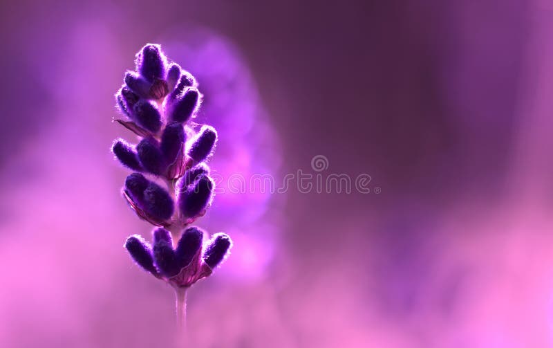 Staminali e fiori di violetta, Lavanda, sullo sfondo di viola bokeh.