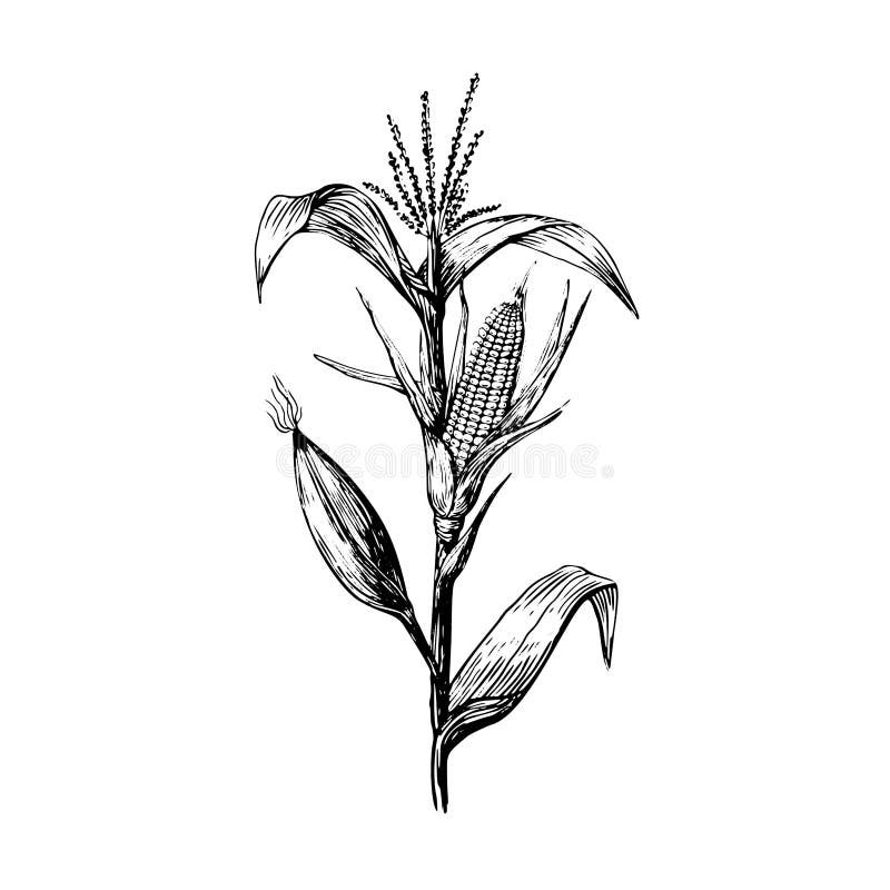 Stem and grains of corn in a sketch style hand drawing on a white background. Leaves and cob black contour line.