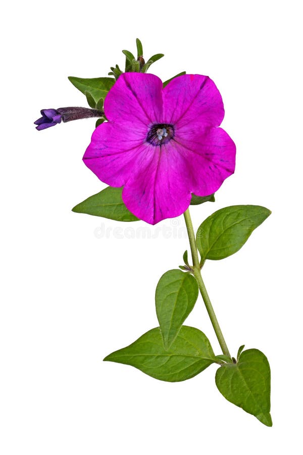 Stem With A Magenta Petunia Flower Isolated On White Stock Photo ...