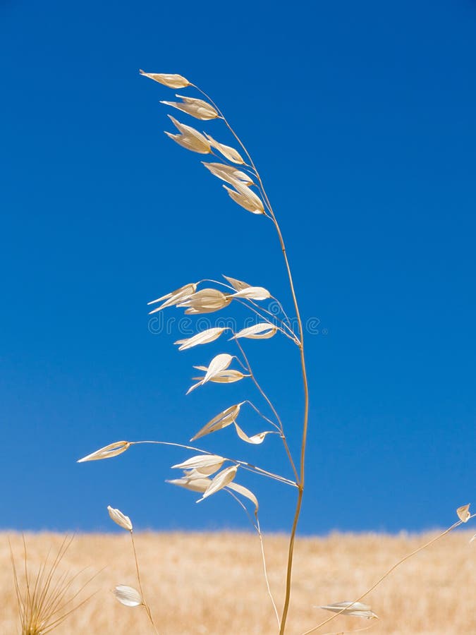 Waterfall Cascade Closeup Iguazu Stock Photo Image of wilderness