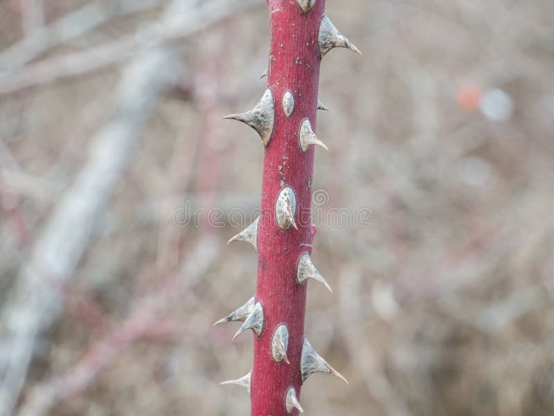 Stem of Rose Bush with Thorns and Green Leaves on Blurred Background