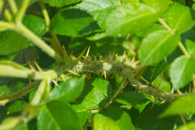 Stem Roses Thorns Leaves Stock Images Download 343 Royalty Free Photos