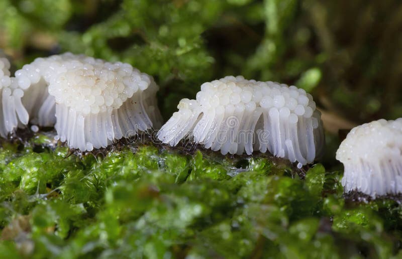 Sporangia of a white slime mould (Myxomycetes) growing on a