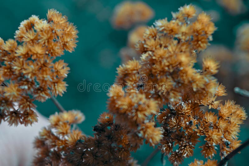 Stems of dried plants on a blurred background close-up. Beautiful dried field flowers stock images, royalty-free photos and pictures