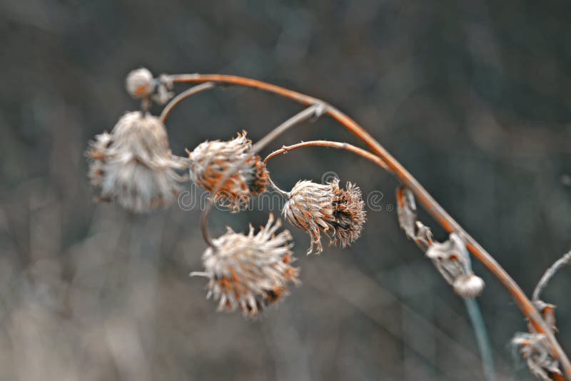 Stems of Dried Plants on a Blurred Background Stock Image Image of