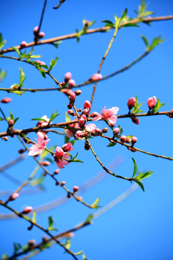 Stems and flowers