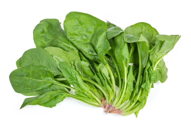 Stems with Leaves of Fresh Spinach on a White Background Stock Image