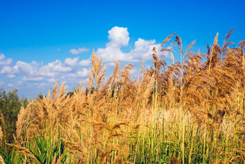 The stems of reeds on a background blue sky with clouds.