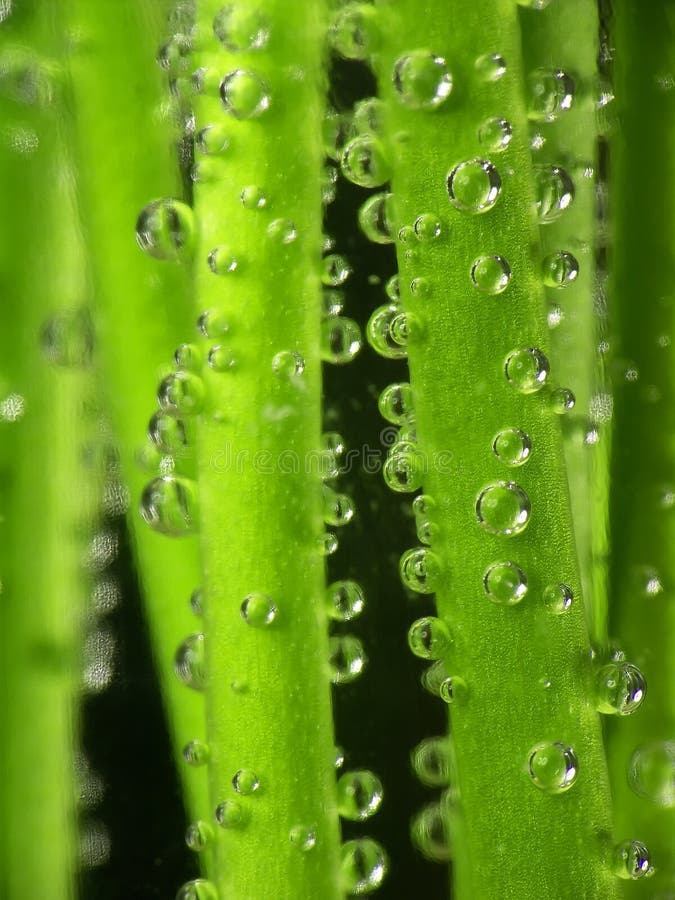 Stems and water droplets royalty free stock photo