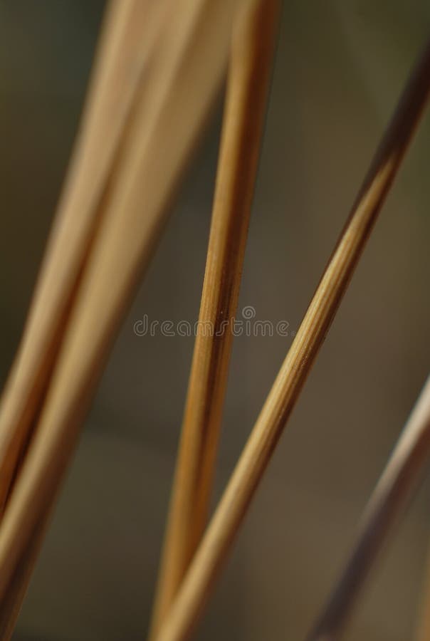 Stems of wild Grass stock images