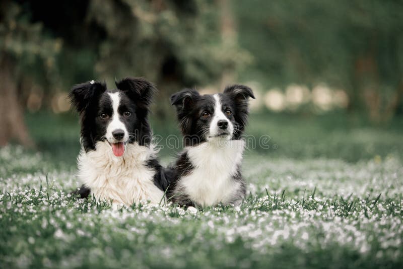 Stenditura in bianco e nero sveglia della famiglia di cani di due Border Collie fotografia stock libera da diritti Stenditura in bianco e nero sveglia della famiglia di cani di due Border Collie fotografia stock libera da diritti