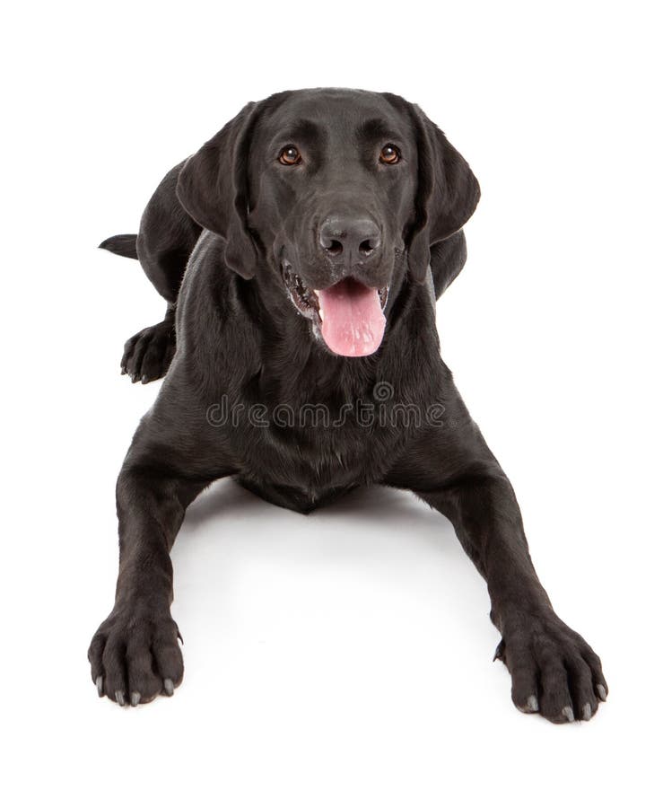 A black Labrador Retriever dog laying down against a white backdrop. A black Labrador Retriever dog laying down against a white backdrop