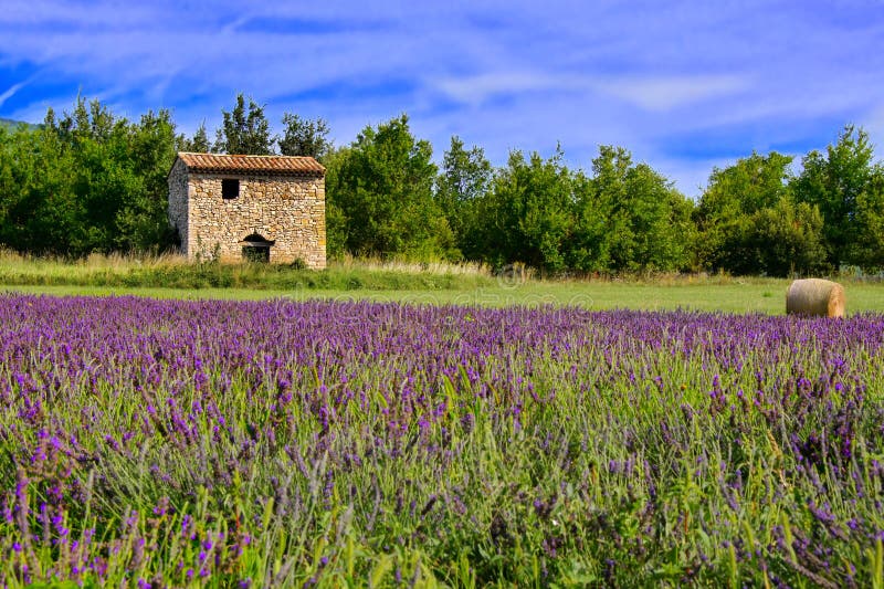 Stenhus bland lavendelfält, Provence, Frankrike royaltyfri bild