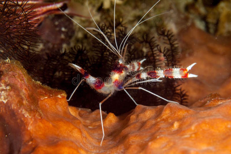 Banded Boxer Shrimp