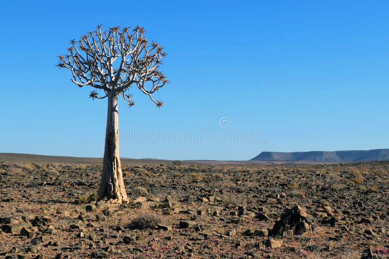 Stenöken med darrningträdet Namibia africa royaltyfria bilder Stenöken med darrningträdet Namibia africa royaltyfria bilder