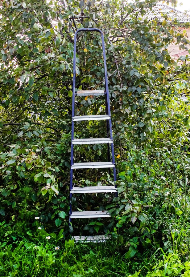 Step Ladder in the Garden Near the Tree To Collect Fruit from the