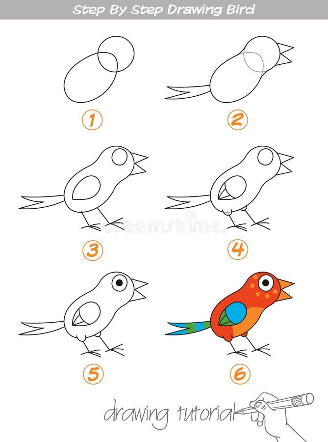 Step by step drawing Bird stock vector. Illustration of page - 106510213 Step by step drawing Bird stock vector. Illustration of page - 106510213