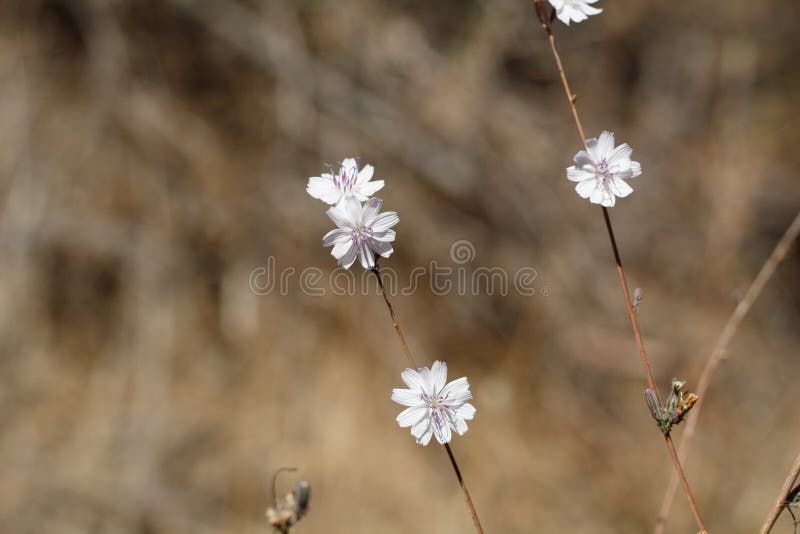 Head inflorescences bloom in white on Chaparral Wirelettuce, Stephanomeria Diegensis, Asteraceae, native perfectly hermaphroditic herbaceous annual in Franklin Canyon Park, Santa Monica Mountains, Transverse Ranges, Autumn. Head inflorescences bloom in white on Chaparral Wirelettuce, Stephanomeria Diegensis, Asteraceae, native perfectly hermaphroditic herbaceous annual in Franklin Canyon Park, Santa Monica Mountains, Transverse Ranges, Autumn.