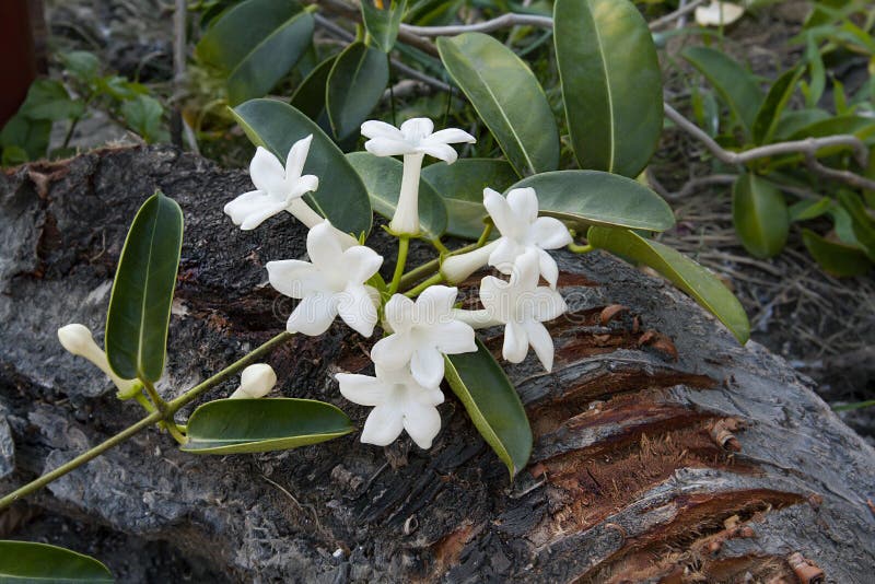 Stephanotis à Fleurs De Jasmin De Madagascar Dans La Nature Image stock -  Image du blanc, nature: 193231521