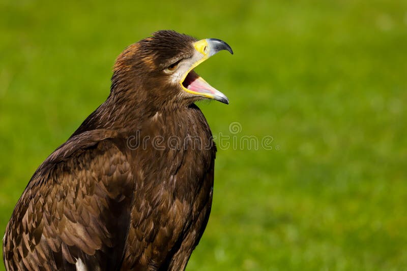 Stepowy Eagle Aquila nipalensis ptak zdobycz zdjęcie royalty free Stepowy Eagle Aquila nipalensis ptak zdobycz zdjęcie royalty free