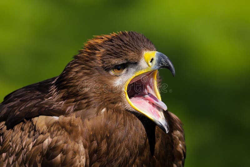 Stepowy Eagle Aquila nipalensis ptak zdobycz obraz stock Stepowy Eagle Aquila nipalensis ptak zdobycz obraz stock