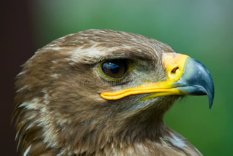 Close-up of a steppe eagle (Aquila nipalensis)