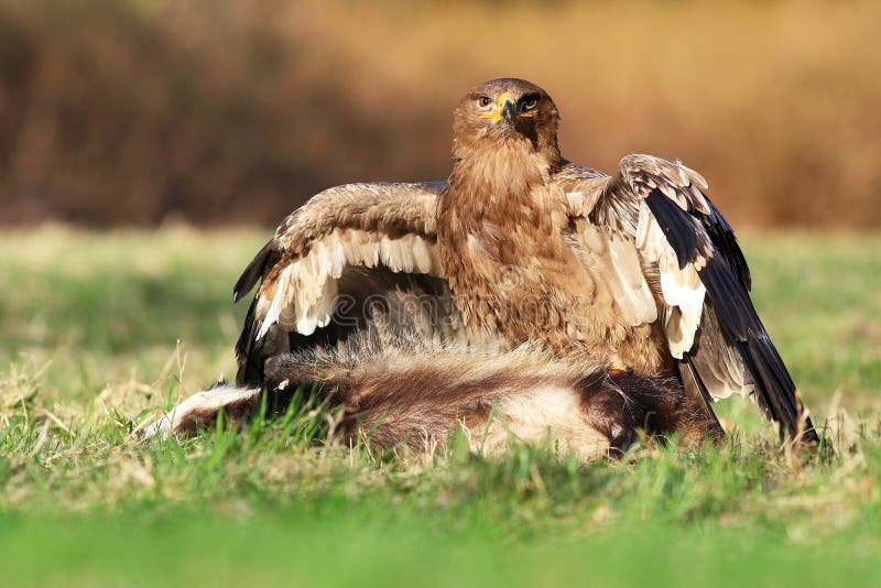 Steppe Eagle(Aquila nipalensis)