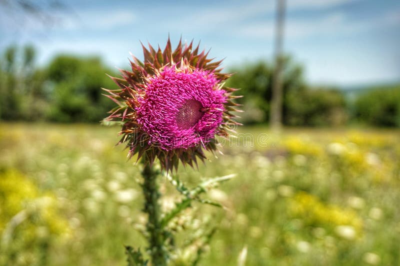 9 153 Steppe Flower Photos Free Royalty Free Stock Photos From Dreamstime