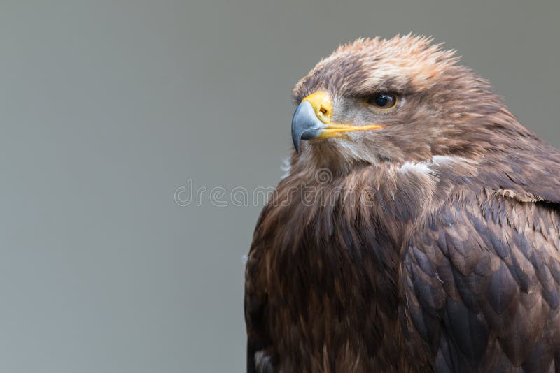 steppe för rapax för rov för nipalensis för aquila bäst fågelörn royaltyfri bild steppe för rapax för rov för nipalensis för aquila bäst fågelörn royaltyfri bild