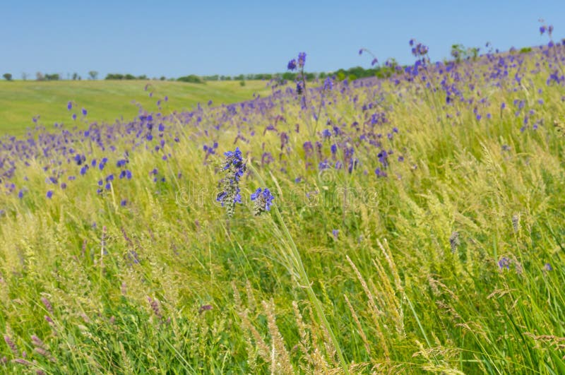 Steppe ukrainienne envahie avec les fleurs bleues au printemps en retard image stock Steppe ukrainienne envahie avec les fleurs bleues au printemps en retard image stock