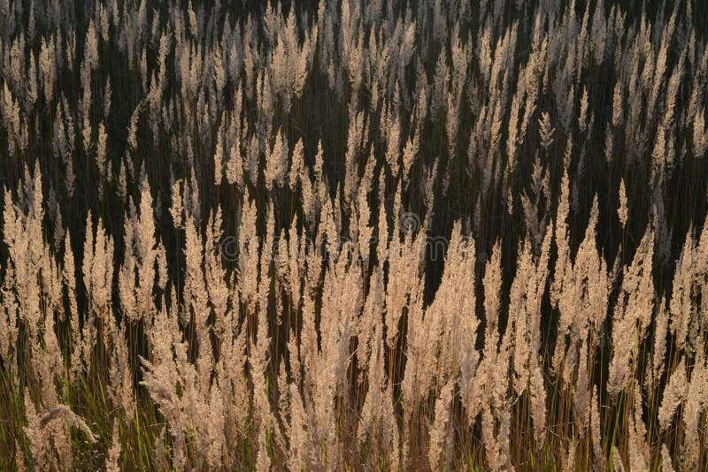 Steppe feather grass at sunset. Spikes of field grass in the evening sun. Steppe feather grass at sunset. Spikes of field grass in the evening sun.