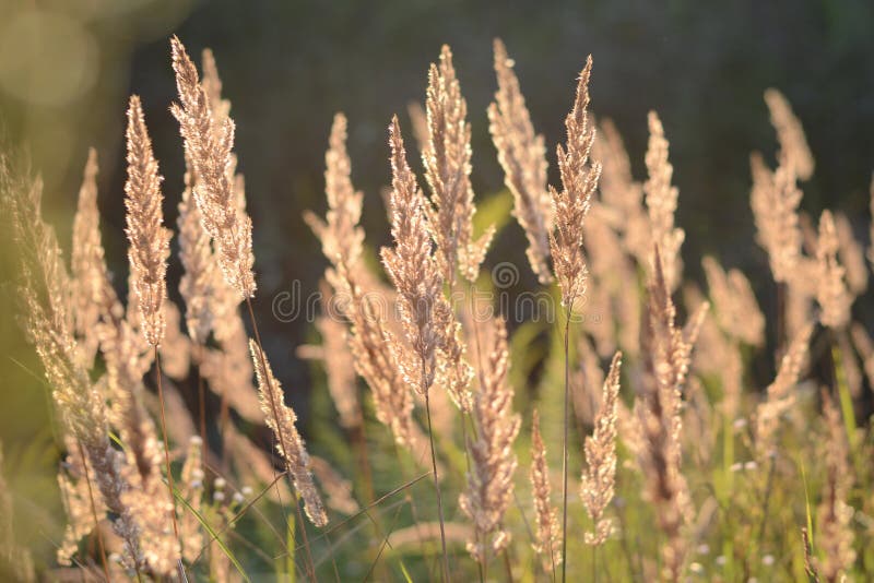 Steppe feather grass at sunset. Spikes of field grass in the evening sun. Steppe feather grass at sunset. Spikes of field grass in the evening sun.