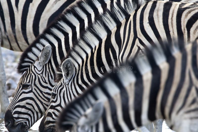 Steppezebra, planícies zebra, quagga do Equus fotos de stock royalty free Steppezebra, planícies zebra, quagga do Equus fotos de stock royalty free