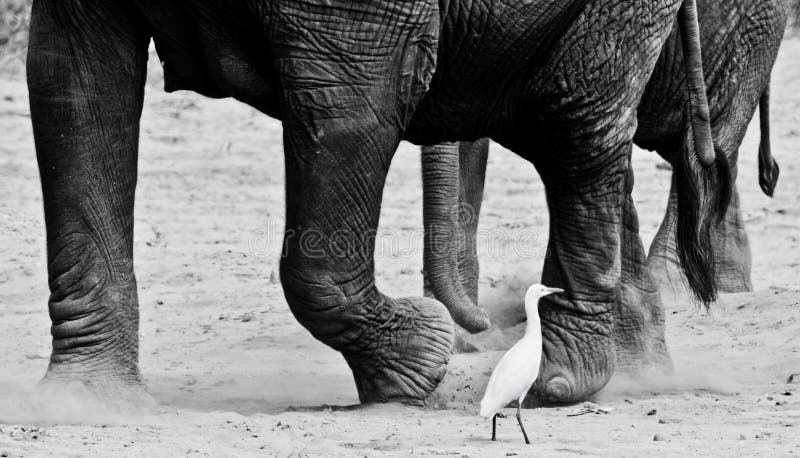Elephant Love stock photo. Image of safari, sweet, elephant - 41367246