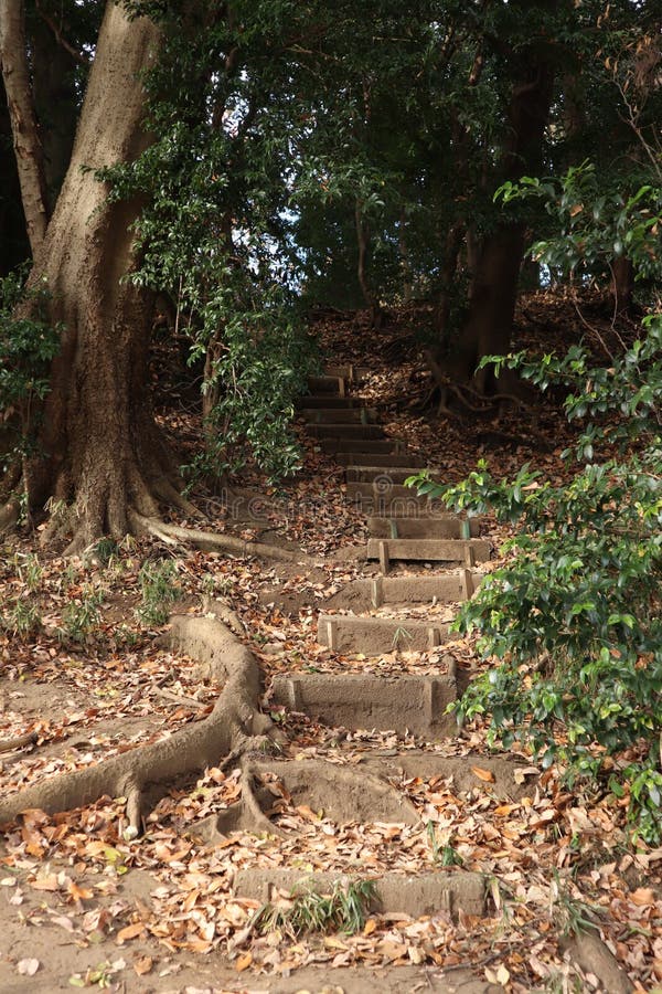 Wooden Steps On A Steep Hillside In The Forest Stock Photo, Picture and  Royalty Free Image. Image 36876055.