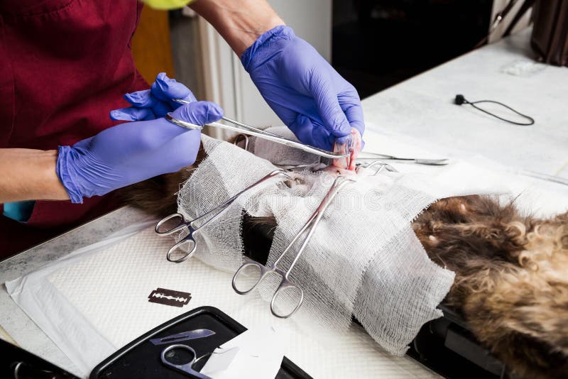 Sterilization of a Cat. Surgical Incision of the Soft Tissues of the Abdomen Stock Photo Image