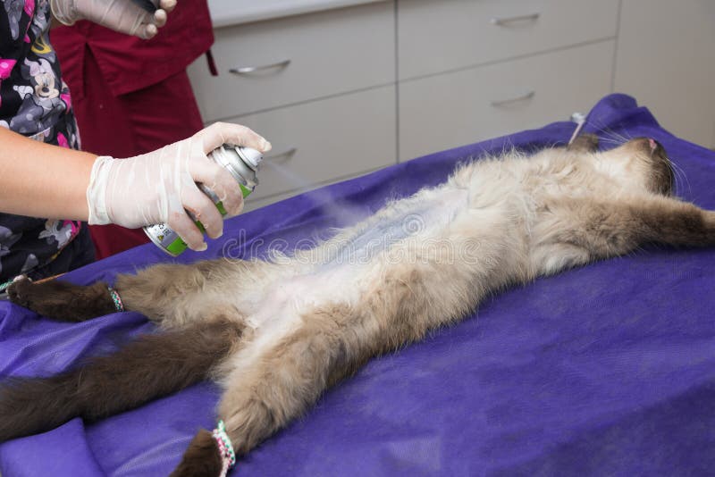 Sterilization of a Cat in a Veterinary Clinic Stock Photo Image of