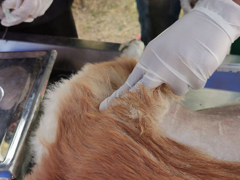 Sterilization of dogs stock photo. Image of adorable 208105174