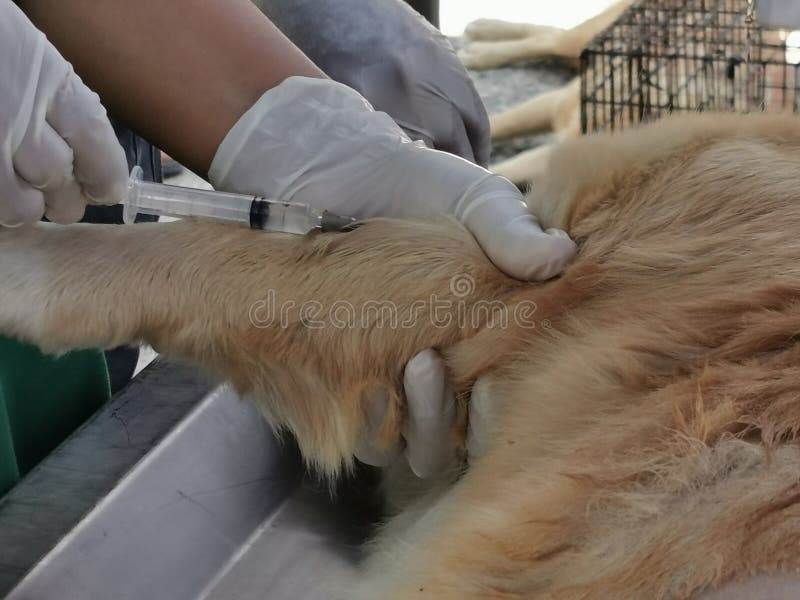 Sterilization of dogs stock photo. Image of cloth, developing 208105166