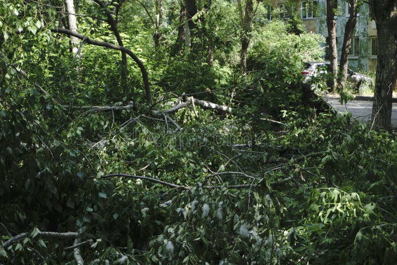 Sterke die winden over bomen, onderaan de zaal worden geklopt stock afbeeldingen Sterke die winden over bomen, onderaan de zaal worden geklopt stock afbeeldingen