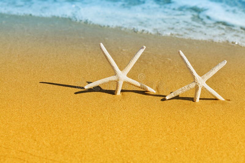 Stern des Meer zwei oder Starfish auf goldenem sandigem gegen Seehintergrund lizenzfreies stockfoto