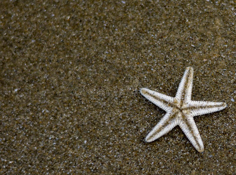 Stern-Fische klein auf einem Strandsand lizenzfreie stockfotografie Stern-Fische klein auf einem Strandsand lizenzfreie stockfotografie