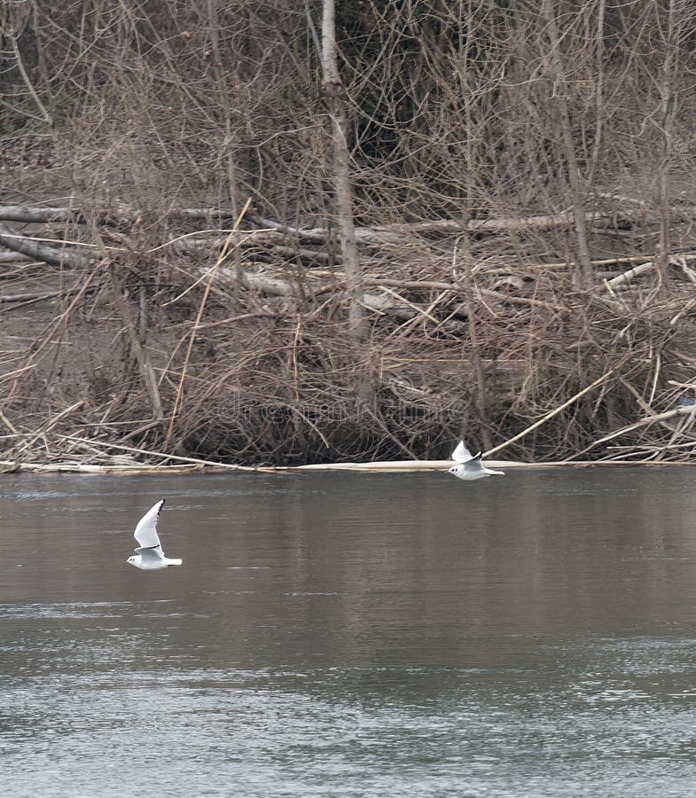 Stern in Flight with Wings Up Hunting for Fish Stock Image Image of