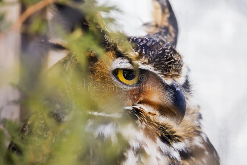 Stern Great Horned Owl predator perched in a tree partially hidden by leaves stock photo