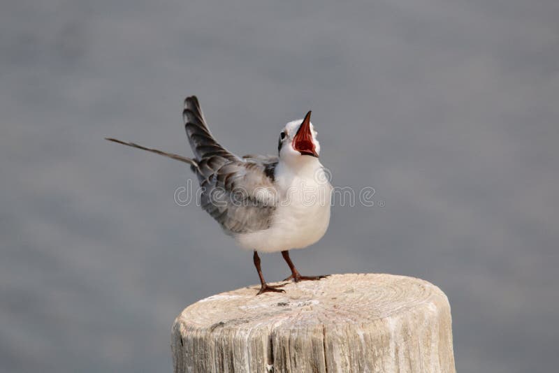 Sterna di Whiskered. Ha preso questo cutie nel lago hula I’m che divide mazzo di foto Un certo attimo che sbadiglia, con la lingua fuori, alcuni pulizia di attimo, appena stare, occhi chiusi e più
