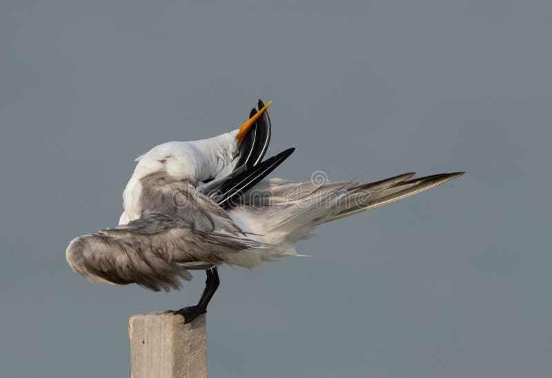 Sterna maggiore depilata sulla costa di busaiteen preening